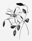 Wild Clematis II Art Print
