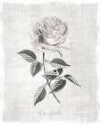 Vintage Botanical I Art Print