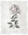 Vintage Botanical II Art Print