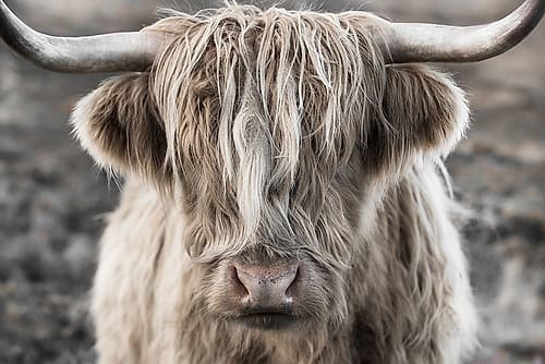Highland Skye Art Print