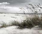 Neutral Sea Oats Art Print
