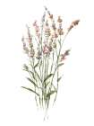 Dainty Botanical II Art Print
