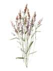 Dainty Botanical III Art Print