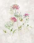 Soft Lace II Art Print