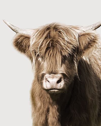 Highland Portrait II Art Print