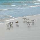 Sandpiper Shore I Art Print