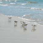 Sandpiper Shore II Art Print