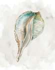 Pastel Shell I Art Print