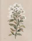 White Floral Stem II Art Print