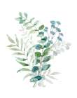 Blue Mist Eucalyptus II Art Print by Nan