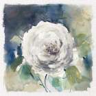 White Washed Rose Art Print