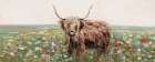 Highland Cow