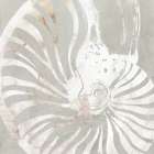 Seashell Close Up I Art Print