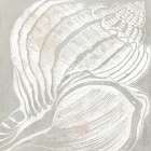 Seashell Close Up II Art Print