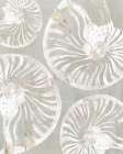 Nautilus Shell Collection Art Print