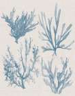 Sea Coral Collection I Art Print