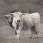 Highland Cattle Art Print