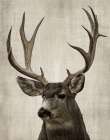 Colorado Buck Art Print
