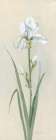 Iris Sibirica I Art Print