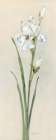 Iris Sibirica II Art Print