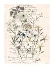 Flea Market Botanical I Art Print
