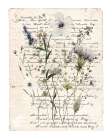 Flea Market Botanical II Art Print