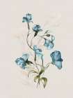 Sweet Pea II Art Print