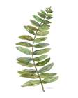 Botanical Fern I Art Print