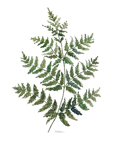 Botanical Fern II Art Print
