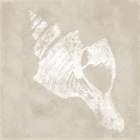 Sandy Shell II Art Print
