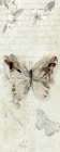 La Chanson du Papillon II Art Print