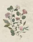 Pressed Arrangement I Art Print