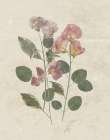 Pressed Arrangement II Art Print