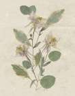 Pressed Arrangement III Art Print