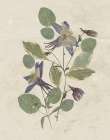 Pressed Arrangement IV Art Print