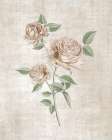 Blushing Rose Botanical I Art Print