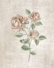 Blushing Rose Botanical II Art Print