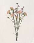 Organic Floral I Art Print