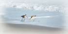Sandpipers I Art Print