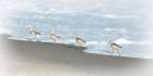 Sandpipers II Art Print