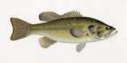 Female Brook Trout Art Print