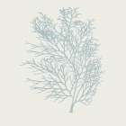 Soft Coral III