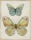 Botanical Butterflies II Art Print