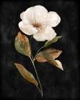Botanical on Black Wash I
