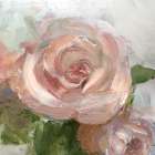 Peachy Rose