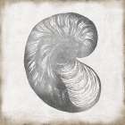 Silver Shell I Art Print