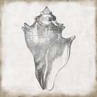 Silver Shell II Art Print
