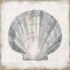 Silver Shell III Art Print