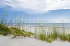 Beach Grass View Art Print