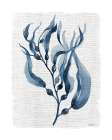 Navy Kelp I